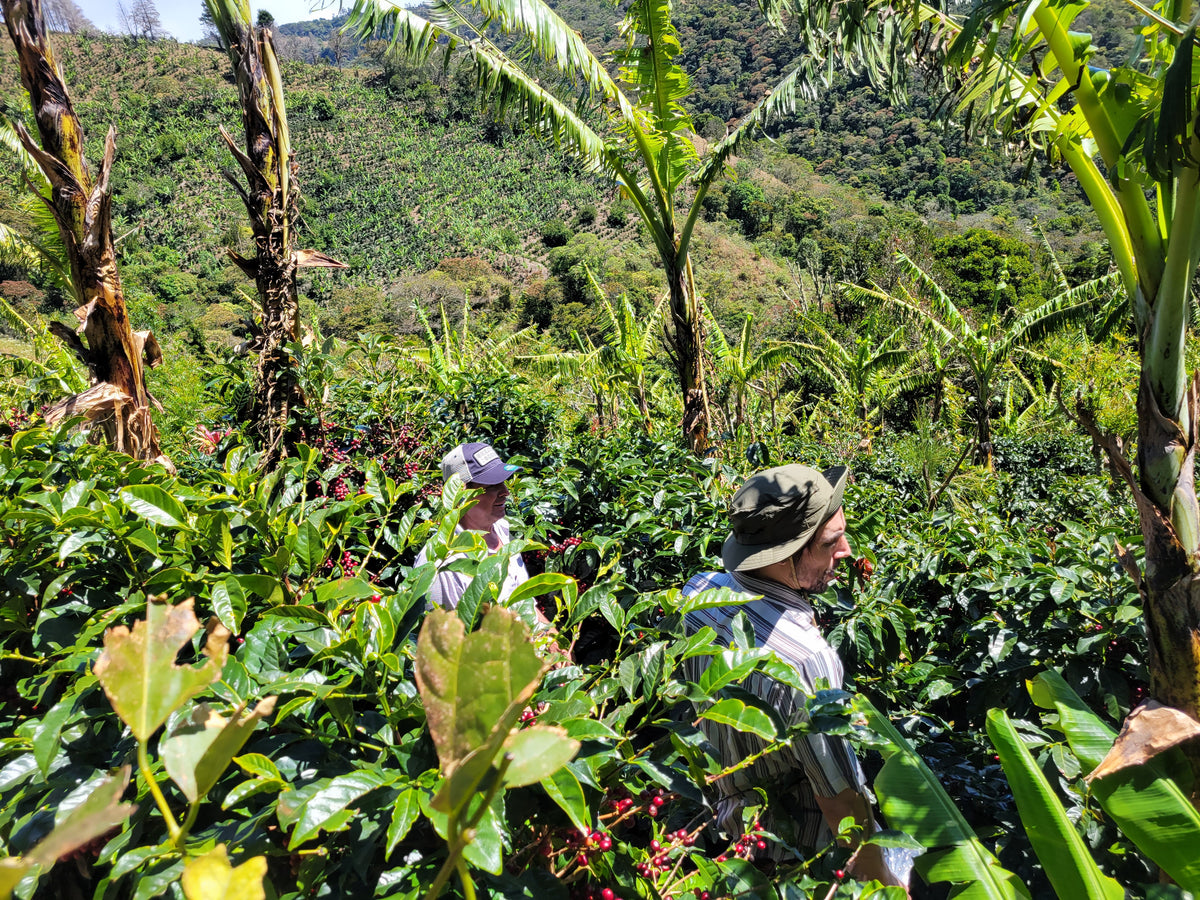 Origin Trip to Tarrazú, Costa Rica