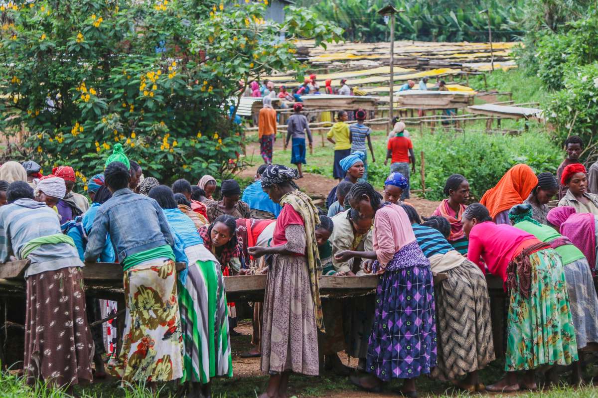 What's So Special About Specialty Coffee?