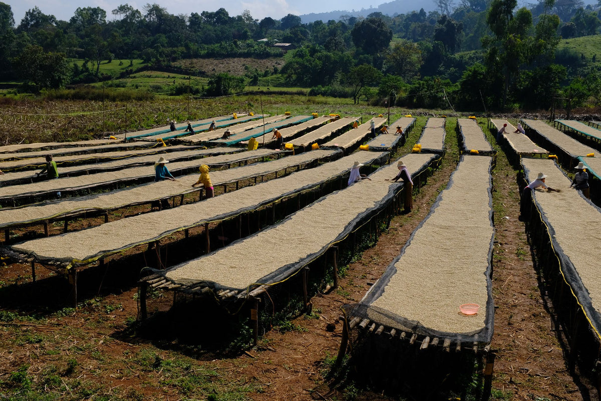 New: Kolla Bolcha - Ethiopia