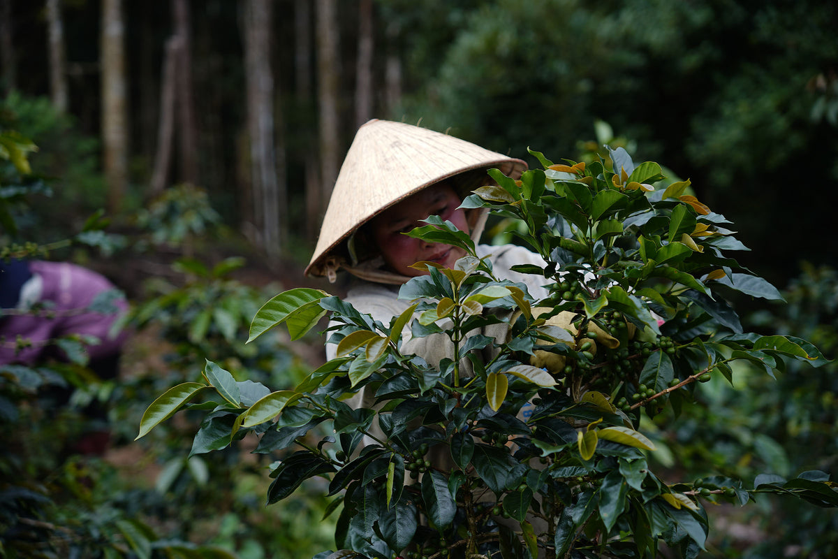 Journey Through Vietnam
