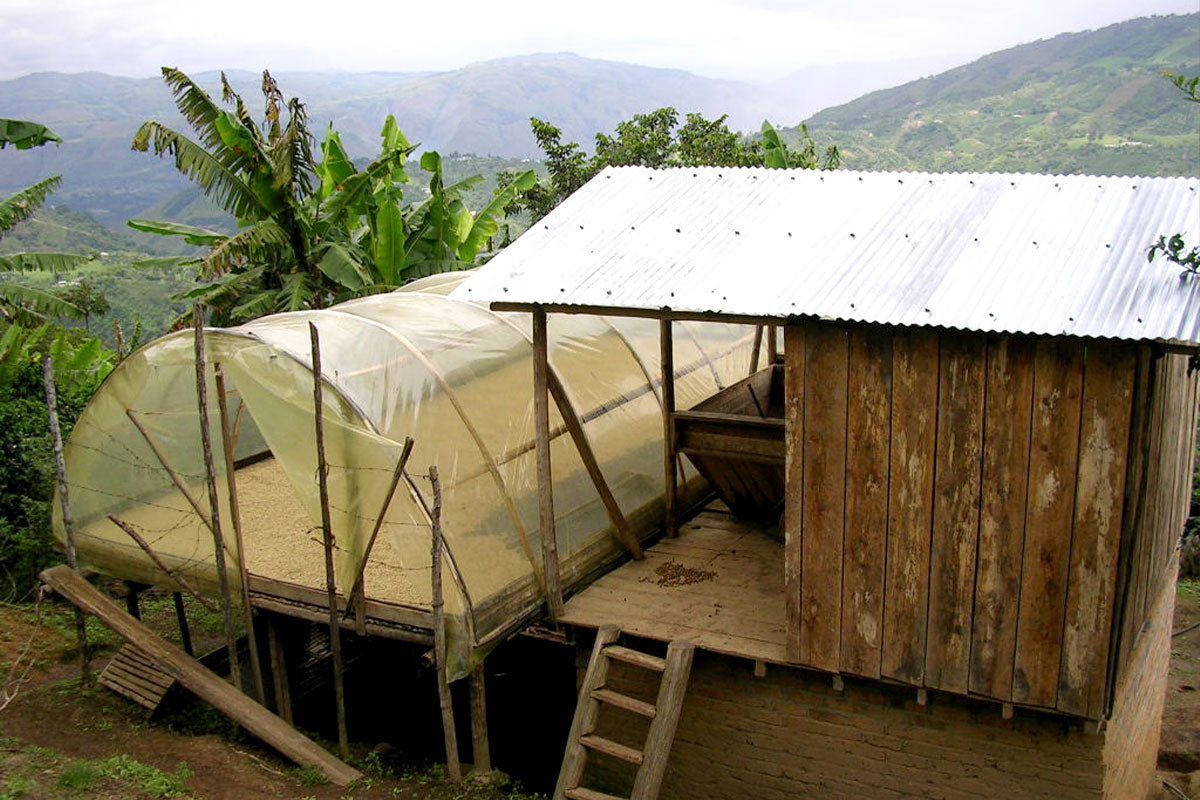 Bright Minds - Medium Colombia