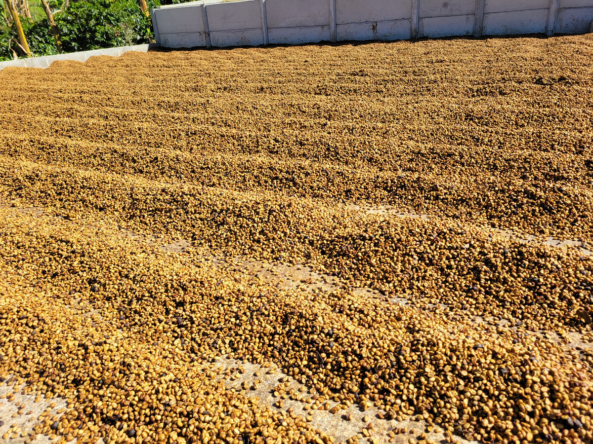 Take Me Home - Light Roast Costa Rica