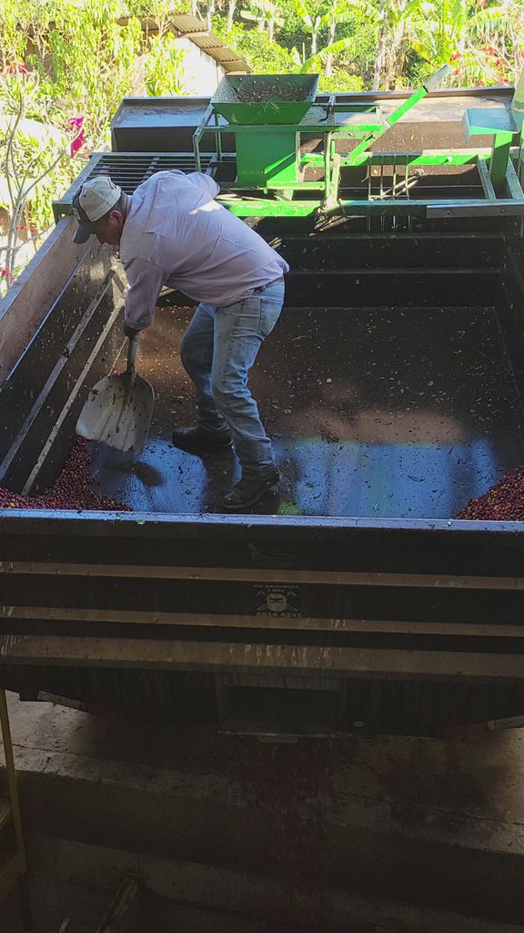 Coffee farmer processing cherries